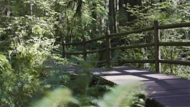 Lynn Canyon Park North Vancouver British Columbia Kanada Holzwanderweg Regenwald — Stockvideo