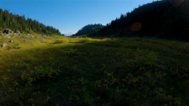 Kanada Dağ Manzarası 'nda canlı yeşil ağaçlar. Sunny Fall sezonu. Whistler ve Squamish yakınlarındaki Brandywine Meadows 'da yürüyüş, British Columbia, Kanada. Doğa Arkaplanı. Sinematik 4k