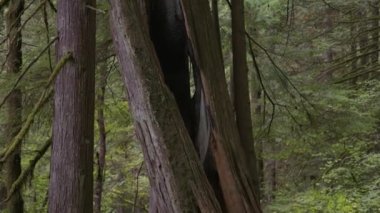 Sonbahar sezonu boyunca Yağmur Ormanı 'nda canlı yeşil ağaçlar ve yosun. Kanada doğası. Lynn Vadisi, Kuzey Vancouver, British Columbia, Kanada.
