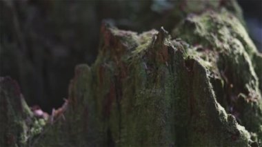 Sonbahar sezonu boyunca Yağmur Ormanı 'nda canlı yeşil ağaçlar ve yosun. Kanada doğası. Lynn Vadisi, Kuzey Vancouver, British Columbia, Kanada.
