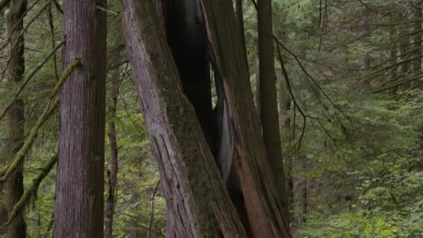 秋天的时候 热带雨林里生机勃勃的绿树和苔藓 加拿大自然基金会加拿大不列颠哥伦比亚省温哥华北部林恩谷 — 图库视频影像