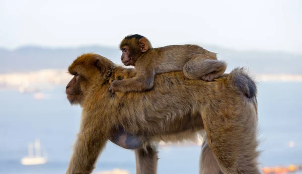 Äiti Apina Barbary Macaque Rock Gibraltarissa Yhdistyneessä Kuningaskunnassa Kaupunki Meri — kuvapankkivalokuva