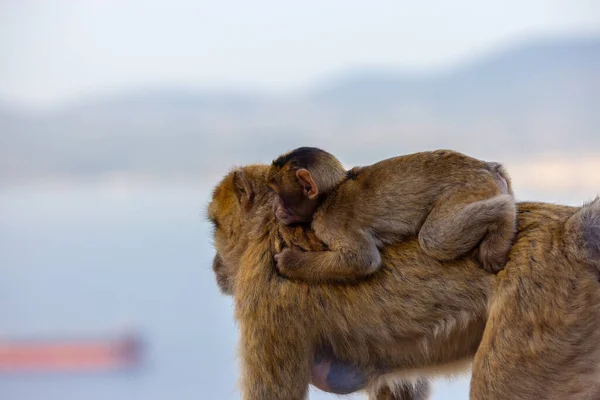 Mother and Baby Monkey, Barbary macaque at Rock of Gibraltar, UK. City and Sea in Background.