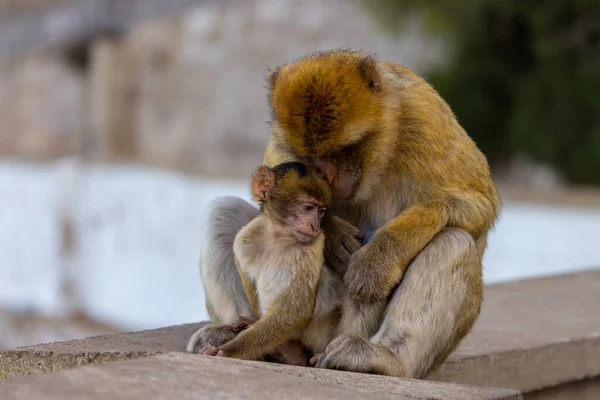 Mother Baby Monkey Macaco Barbaro Rock Gibraltar Regno Unito — Foto Stock