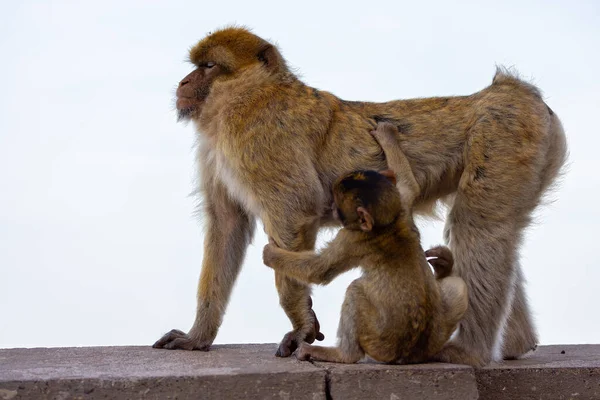 Mother and Baby Monkey, Barbary macaque at Rock of Gibraltar, UK. City and Sea in Background.