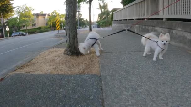 Pequeños Perros Blancos Paseando Acera Las Calles Suburbanas White Rock — Vídeos de Stock