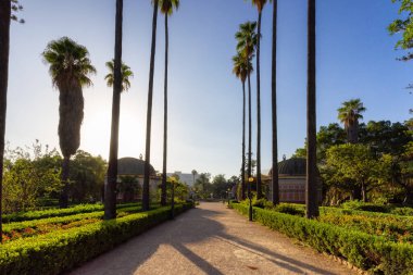 Şehir parkında canlı yeşil ağaçlar olan patika, Villa Giulia. Palermo, Sicilya, İtalya.