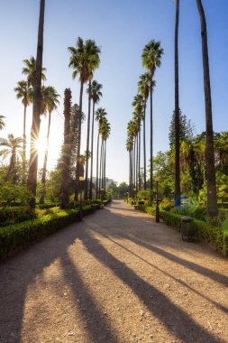 Şehir parkında canlı yeşil ağaçlar olan patika, Villa Giulia. Palermo, Sicilya, İtalya.