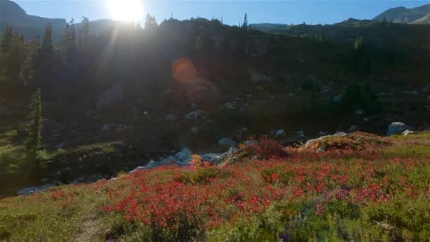 Nehir Vahşi Çiçekler Kanada Daki Yeşil Ağaçlar Sunny Fall Sezonu — Stok video