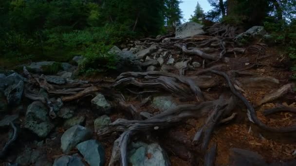 Ścieżka Turystyczna Żywe Zielone Drzewa Szczycie Kanadyjskiego Krajobrazu Górskiego Sunny — Wideo stockowe