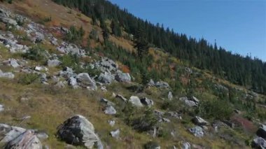 Kanada dağ manzarasında canlı yeşil ağaçlar ve kayalar. Sunny Fall sezonu. Whistler ve Squamish yakınlarındaki Brandywine Meadows 'da yürüyüş, British Columbia, Kanada. Doğa Arkaplanı. Sinematik 4k