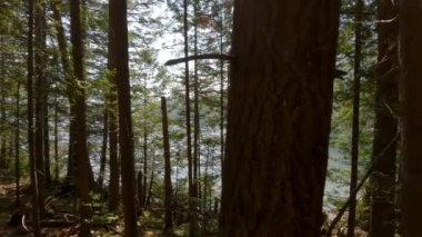 Güneşli yaz gününde yağmur ormanlarında yeşil renkli ağaçlar. Kanada doğası. Sasquatch İl Parkı, Harrison Kaplıcaları yakınında, British Columbia, Kanada.