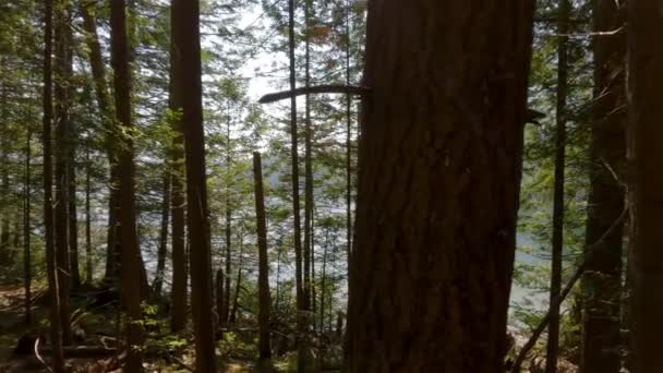 Zielone Wibrujące Drzewa Lesie Deszczowym Słoneczny Letni Dzień Kanadyjska Natura — Wideo stockowe