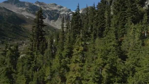 Kanada Dağları Nda Canlı Yeşil Ağaçlar Nehir Manzarası Sunny Fall — Stok video