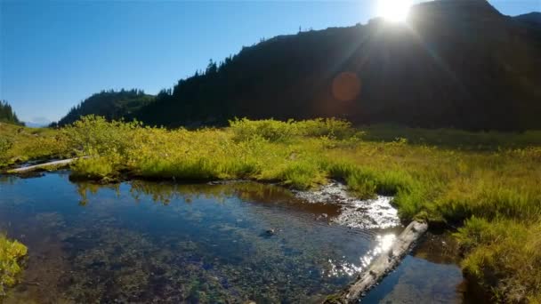 Nehir Vahşi Çiçekler Kanada Daki Yeşil Ağaçlar Sunny Fall Sezonu — Stok video