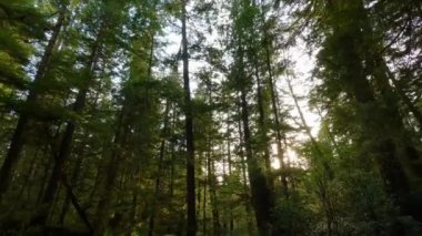 Canlı yeşil ağaçlarla Yağmur Ormanı 'nda Manzaralı Yürüyüş Patikası. San Josef Körfezi, Scott Burnu İl Parkı, Kuzey Vancouver Adası, BC, Kanada. Kanada Doğa Arkaplanı. Sinematik 4k
