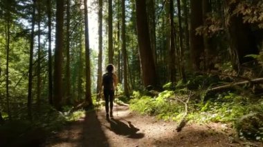 Güneşli günbatımında Sonbahar renkleriyle Kanada yağmur ormanlarında yürüyüş yapan bir kadın. Elk Dağı, Chilliwack, Vancouver 'ın doğusu, British Columbia, Kanada. Doğa Arkaplanı.