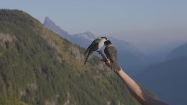 Маленькие Птички Виски Джек Women Hiker Hand Canadian Landscape Лосиная — стоковое видео
