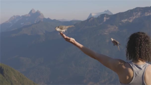 Small Birds Whiskey Jack Woman Hiker Hand Canadian Landscape Inglês — Vídeo de Stock