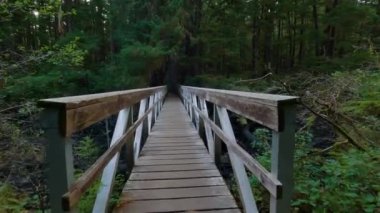 Canlı yeşil ağaçlarla Yağmur Ormanı 'nda Manzaralı Yürüyüş Patikası. San Josef Körfezi, Scott Burnu İl Parkı, Kuzey Vancouver Adası, BC, Kanada. Kanada Doğa Arkaplanı. Sinematik 4k