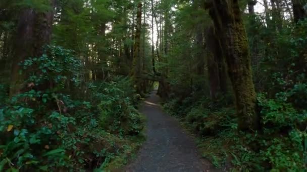 鮮やかな緑の木々と熱帯雨林の風景ハイキングトレイル サンヨゼフ湾 ケープスコット州立公園 北バンクーバー島 カナダ カナダの自然背景 シネマティック4K — ストック動画
