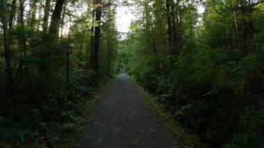 Canlı yeşil ağaçlarla Yağmur Ormanı 'nda Manzaralı Yürüyüş Patikası. San Josef Körfezi, Scott Burnu İl Parkı, Kuzey Vancouver Adası, BC, Kanada. Kanada Doğa Arkaplanı. Sinematik 4k