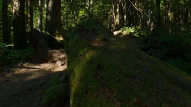カナダの熱帯雨林での女性のハイキング晴れた日の間に秋の色 エルク マウンテン チリワック バンクーバーの東 ブリティッシュコロンビア州 カナダ 自然背景 — ストック動画