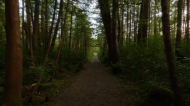 Canlı yeşil ağaçlarla Yağmur Ormanı 'nda Manzaralı Yürüyüş Patikası. San Josef Körfezi, Scott Burnu İl Parkı, Kuzey Vancouver Adası, BC, Kanada. Kanada Doğa Arkaplanı. Sinematik 4k