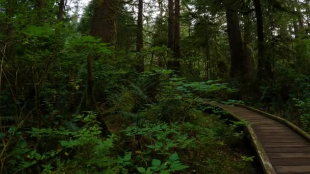 与妇女在热带雨林徒步旅行的小径 加拿大不列颠哥伦比亚省温哥华岛北部斯科特角省级公园圣约瑟夫湾 加拿大自然背景 电影4K — 图库视频影像