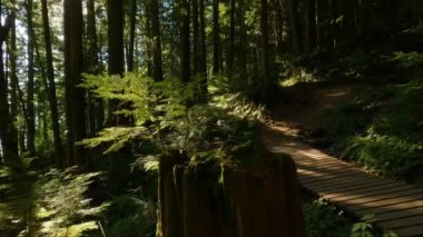 Güneşli günbatımında Sonbahar renkleriyle Kanada yağmur ormanlarında yürüyüş yapan bir kadın. Elk Dağı, Chilliwack, Vancouver 'ın doğusu, British Columbia, Kanada. Doğa Arkaplanı.