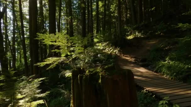 Caminhadas Mulher Floresta Tropical Canadense Com Cores Queda Durante Pôr — Vídeo de Stock