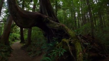 Canlı yeşil ağaçlarla Yağmur Ormanı 'nda Manzaralı Yürüyüş Patikası. San Josef Körfezi, Scott Burnu İl Parkı, Kuzey Vancouver Adası, BC, Kanada. Kanada Doğa Arkaplanı. Sinematik 4k
