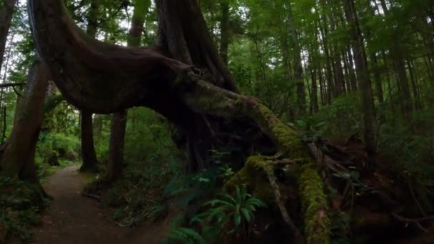 Sendero Senderismo Escénico Selva Tropical Con Árboles Verdes Vibrantes San — Vídeo de stock