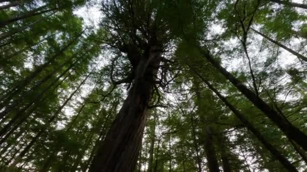 Sentier Randonnée Panoramique Dans Forêt Tropicale Avec Des Arbres Verts — Video