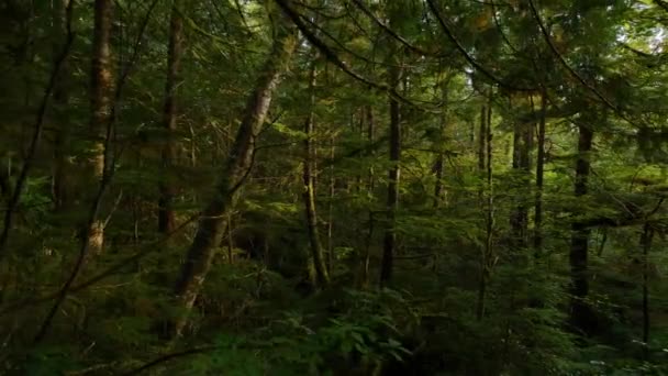 Sentiero Escursionistico Panoramico Nella Foresta Pluviale Con Vivaci Alberi Verdi — Video Stock