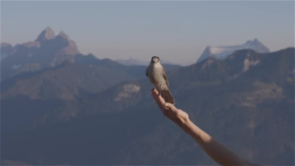 Kleine Vogels Whiskey Jack Woman Hiker Hand Het Canadese Landschap — Stockvideo