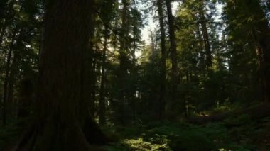 Kanada Dağ Manzarası 'nın tepesindeki manzara yürüyüşü patikası. Vancouver yakınlarındaki St. Marks Zirvesi, BC, Kanada. Yavaş Sinema Sineması