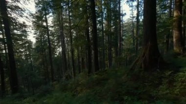 Kanada Dağ Manzarası 'nın tepesindeki manzara yürüyüşü patikası. Vancouver yakınlarındaki St. Marks Zirvesi, BC, Kanada. Yavaş Sinema Sineması