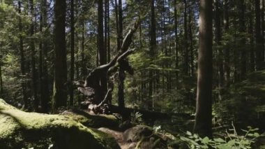 Yağmur ormanlarındaki yeşil ağaçlar gibi. Lynn Vadisi Kanyonları, Kuzey Vancouver, British Columbia, Kanada. 4k Sinema Yavaş Hareketi