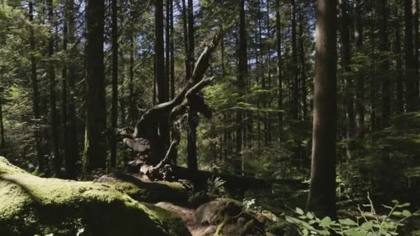 Green Vibrant Trees Dans Une Forêt Tropicale Lynn Valley Canyons — Video
