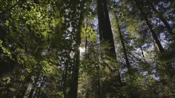 Gröna Levande Träd Regnskog Lynn Valley Canyons North Vancouver British — Stockvideo