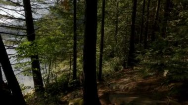 Güneşli yaz gününde yağmur ormanlarında yürüyüş yapan bir kadın. Kanada doğası. Sasquatch İl Parkı, Harrison Kaplıcaları yakınında, British Columbia, Kanada.