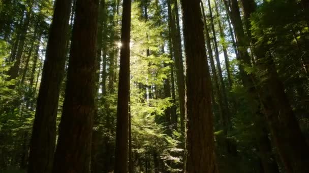 Wędrówki Kanadyjskim Lesie Deszczowym Jesiennymi Kolorami Podczas Słonecznego Zachodu Słońca — Wideo stockowe