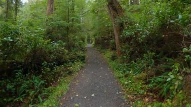Canlı yeşil ağaçlarla Yağmur Ormanı 'nda Manzaralı Yürüyüş Patikası. San Josef Körfezi, Scott Burnu İl Parkı, Kuzey Vancouver Adası, BC, Kanada. Kanada Doğa Arkaplanı. Sinematik 4k