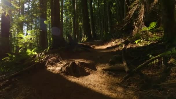 Escursioni Nella Foresta Pluviale Canadese Con Colori Autunnali Durante Tramonto — Video Stock
