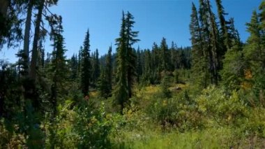 Kanada Dağ Manzarası 'nda canlı yeşil ağaçlar. Sunny Fall sezonu. Whistler ve Squamish yakınlarındaki Brandywine Meadows 'da yürüyüş, British Columbia, Kanada. Doğa Arkaplanı. Sinematik