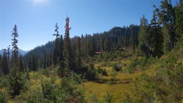 Živé Zelené Stromy Kanadské Horské Krajině Slunečné Podzimní Období Pěšky — Stock video