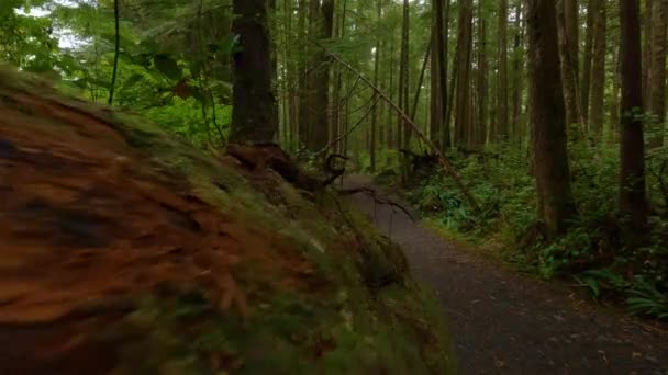 Skinnende Tursti Regnskogen Med Livlige Grønne Trær San Josef Bay – stockvideo