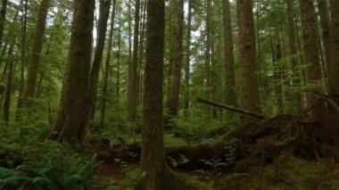 Canlı yeşil ağaçlarla Yağmur Ormanı 'nda Manzaralı Yürüyüş Patikası. San Josef Körfezi, Scott Burnu İl Parkı, Kuzey Vancouver Adası, BC, Kanada. Kanada Doğa Arkaplanı. Sinematik 4k