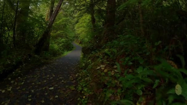 风景秀丽的小径在热带雨林 绿树成荫 加拿大不列颠哥伦比亚省温哥华岛北部斯科特角省级公园圣约瑟夫湾 加拿大自然背景 电影4K — 图库视频影像